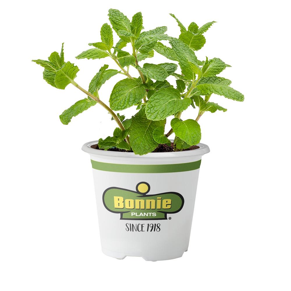 Plant Cup Flower 5''