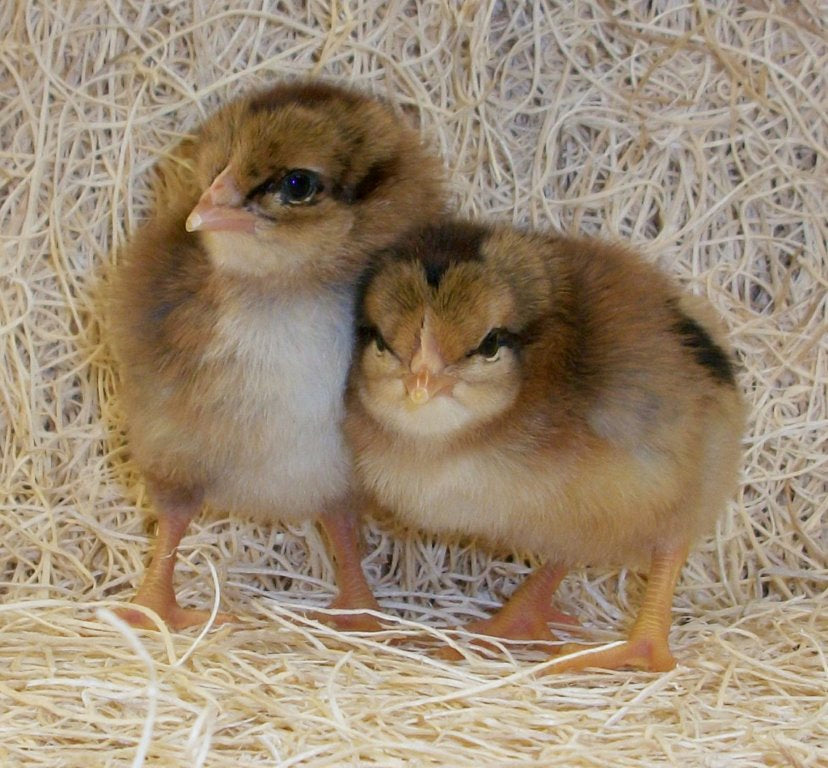 Brown Leghorn Chick