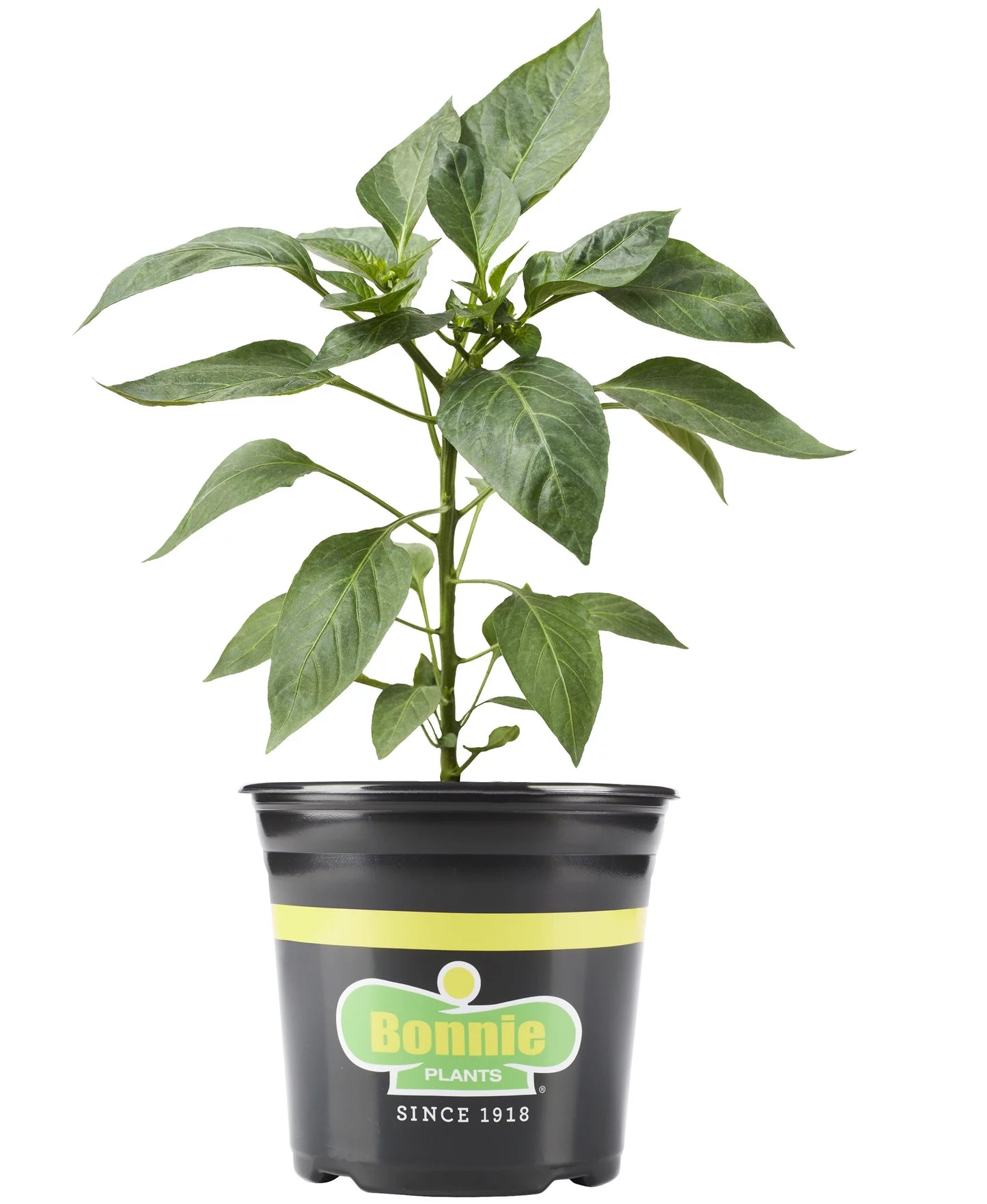 Gallon Bonnie Plant