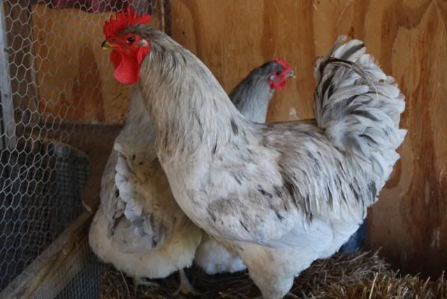 Splash Jersey Giant Rooster