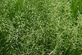 Teton II Fescue 50lb