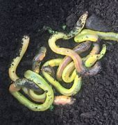 Cup of Green Night Crawler Worms (12) NO SHIPPING