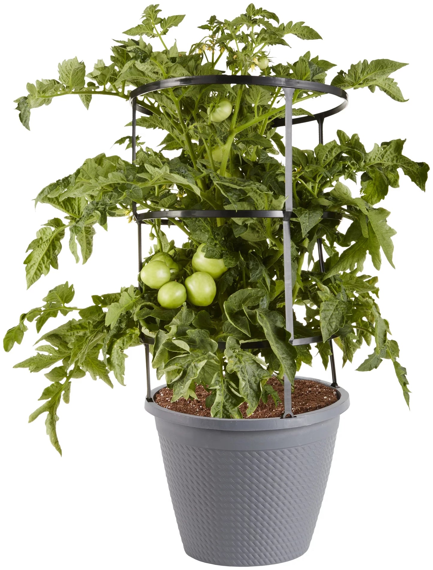 11" Pot/Cage Plant/Hanging Basket