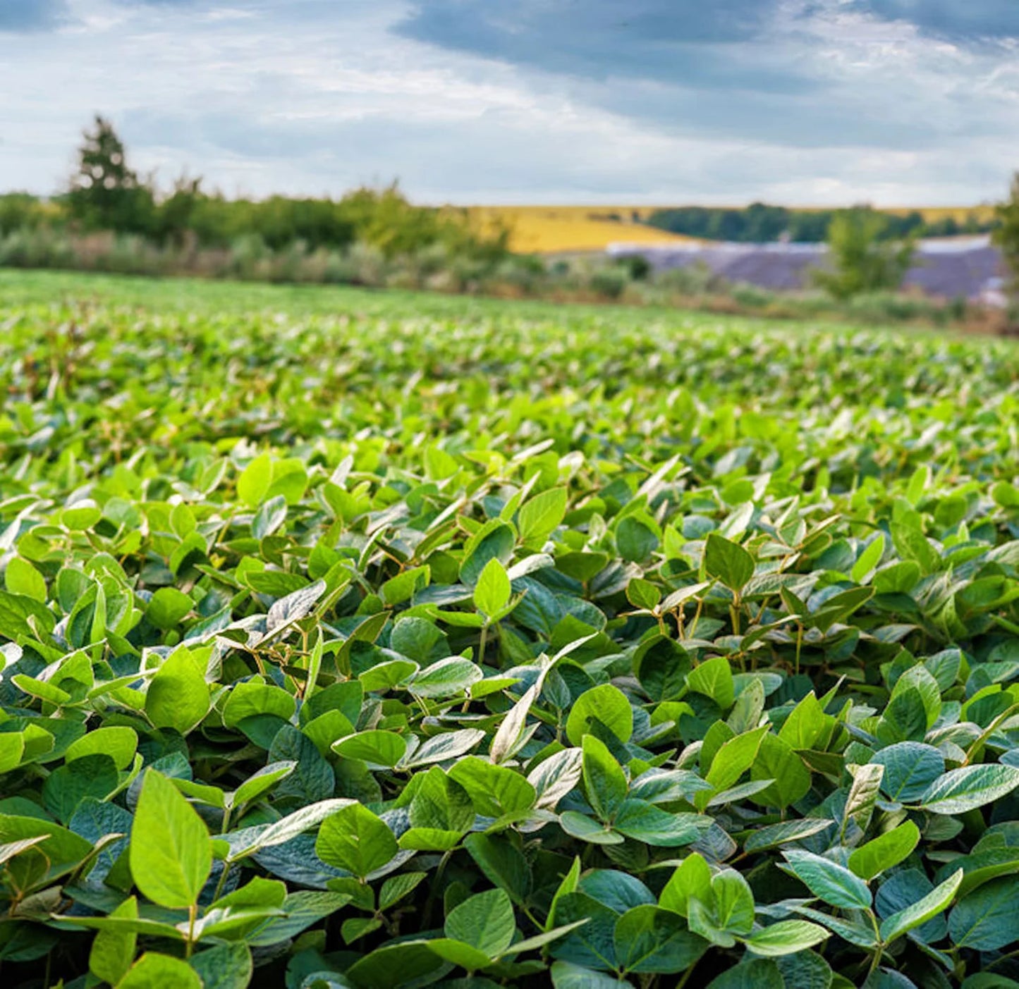 50LB Laredo Forage Soybean