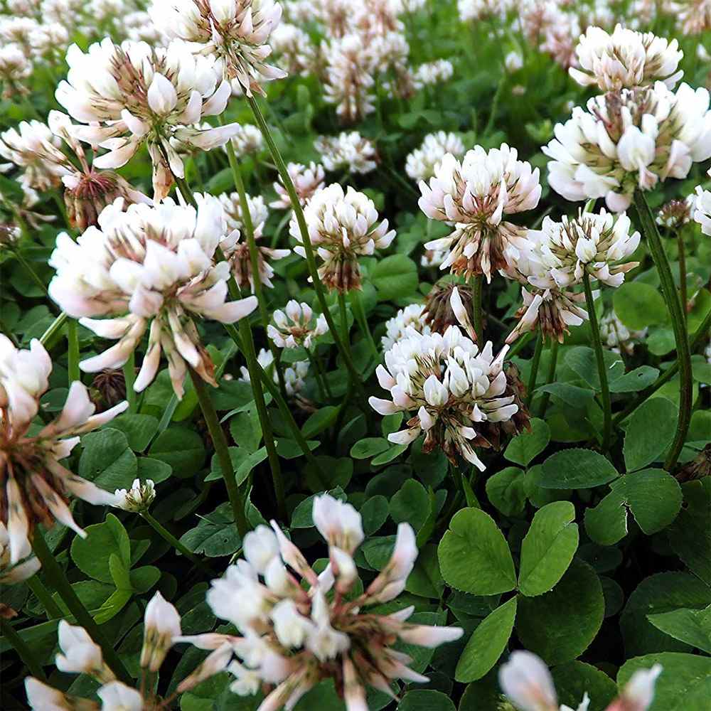 25lb. Ladino Clover (coated)