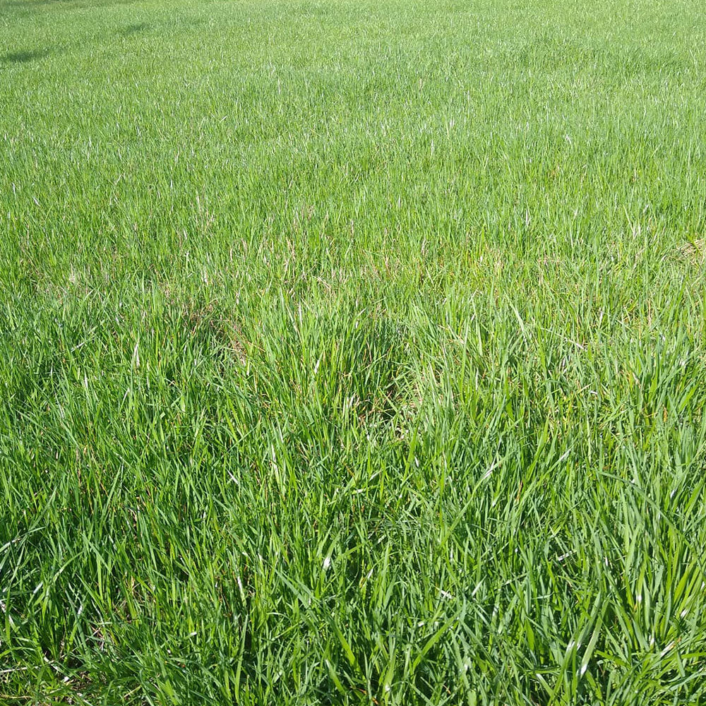50LB MARSHALL RYEGRASS