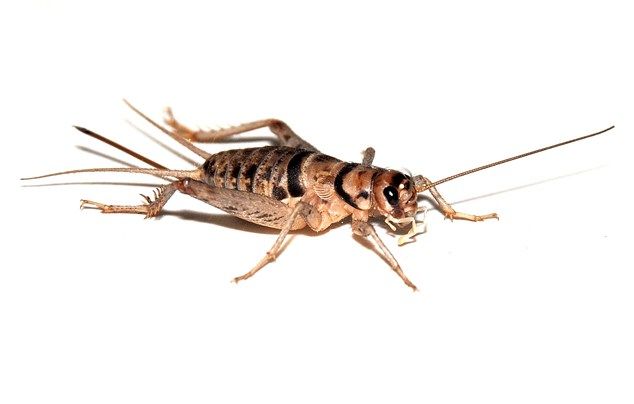 Live Tube of Crickets