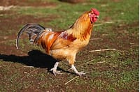 Gold Comet Rooster Chick