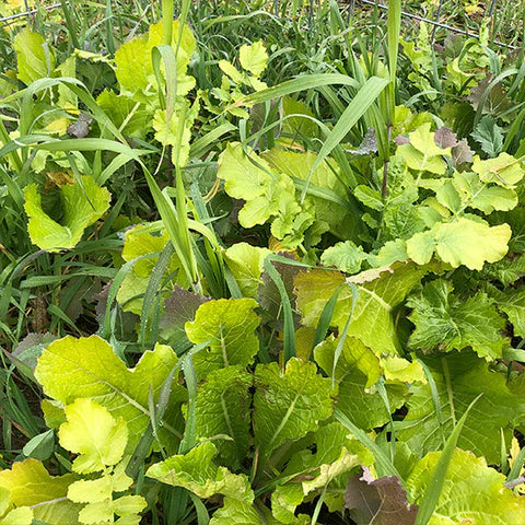 PLANTLER FORAGE BRASSICA 8 LB