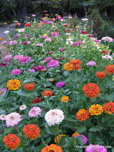 Scatter Rainbow Zinnia Seeds Cannister