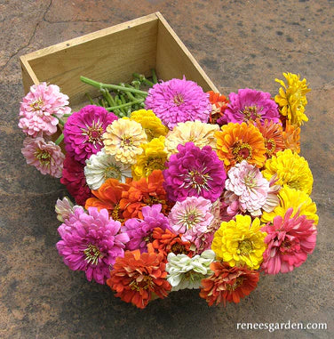 Scatter Rainbow Zinnia Seeds Cannister