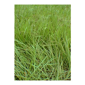 50 lb. BAHIAGRASS SEED