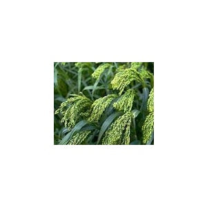 50 lb. DOVE PROSO MILLET