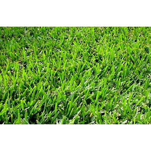 COATED BERMUDAGRASS SEED 50 lbs