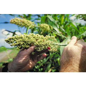 WILD GAME FOOD SORGHUM SEED (WGF) 5 lbs