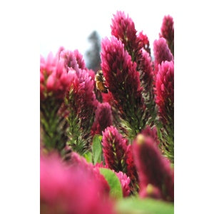 COATED CRIMSON CLOVER SEED 50 lbs