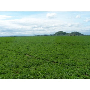 50 lb. LADINO CLOVER(coated)