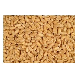 FEED WHEAT 50 lbs