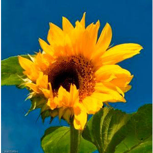 50 lb sunflower seed for planting 50 lb. PEREDOVIC SUNFLOWER SEED – Arnall Grocery