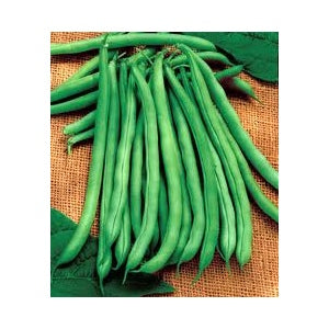 Blue Lake Bush Bean Seed