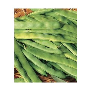 Roma II Bush Bean Seed