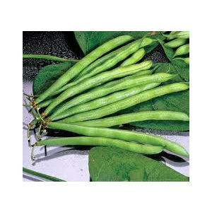 Blue Lake Pole Bean Seed