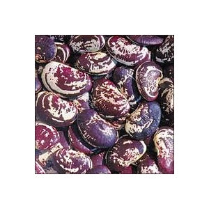 Christmas Pole Lima Bean Seed