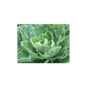 Morris Heading Collard Seeds