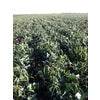 CALIFORNIA BLACKEYE PEA VEGETABLE SEEDS