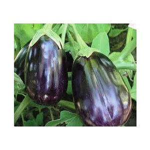 Black Beauty Eggplant Seeds