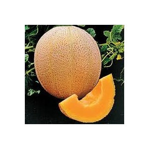 Hales Best Jumbo Cantaloupe Seeds