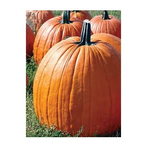 Big Max Pumpkin Seeds