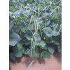 Cream 40 Pea Seeds