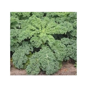 Dwarf Siberian Kale Seeds