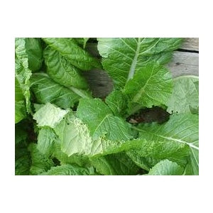 Florida Broadleaf Mustard Greens 