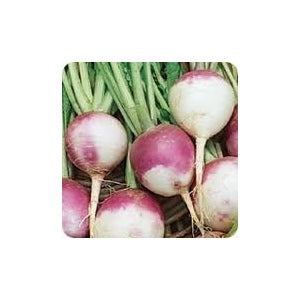 American Purple Top Rutabaga Seeds