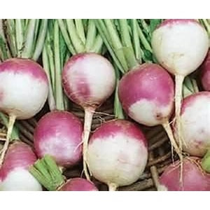 Purple Top Turnip Seeds