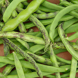 Rattlesnake Pole Bean Seed