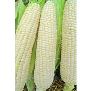 white corn seeds for planting Truckers Favorite White Corn Seeds – Arnall Grocery
