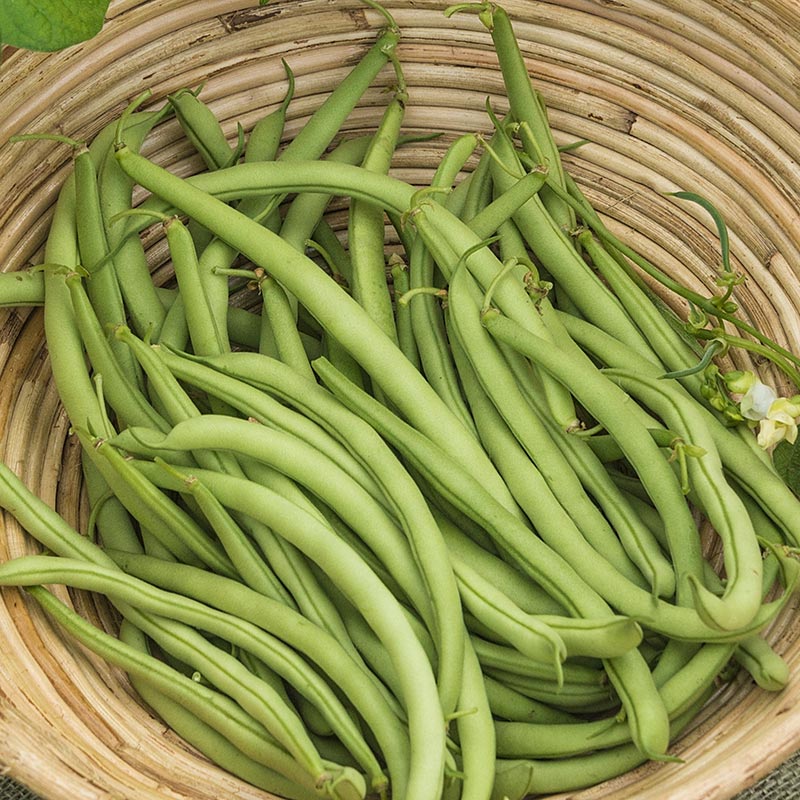 Contender Bush Bean Seeds