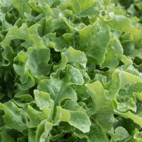 Salad Bowl Lettuce Seeds