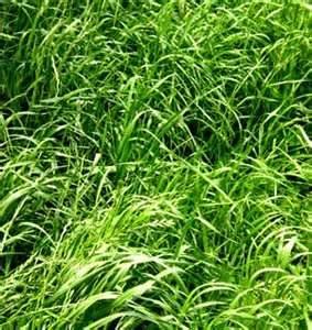 ANNUAL RYEGRASS 5 lbs