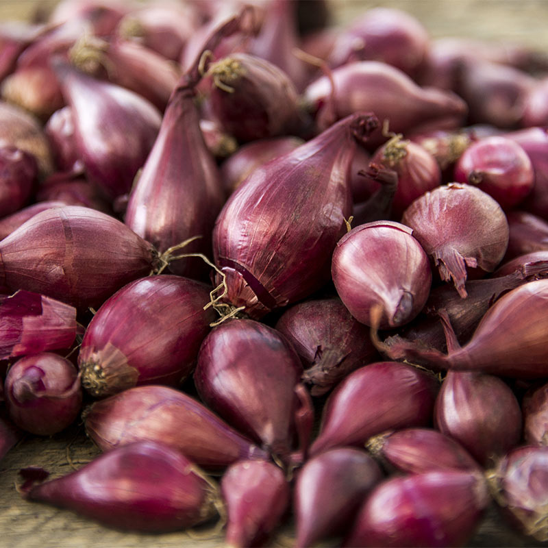 75 RED ONION SETS