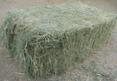 COASTAL BERMUDA HAY – Arnall Grocery