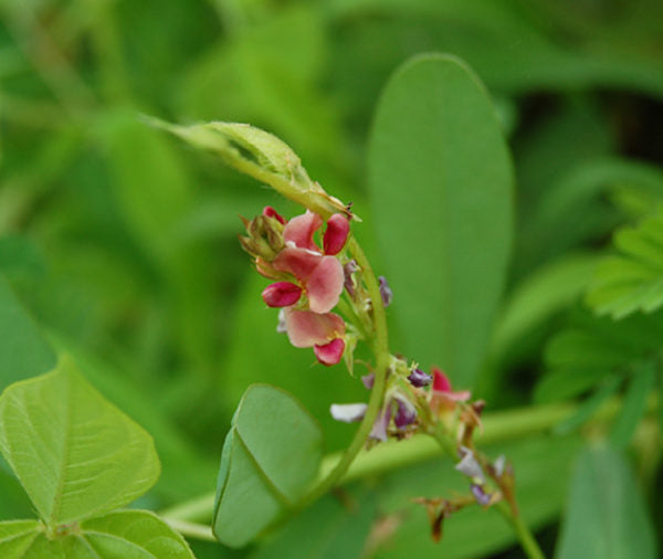 ALYCE CLOVER SEED 50 lbs