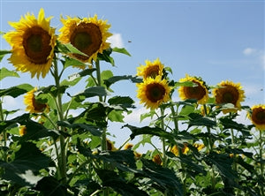 25LB CLEARFIELD SUNFLOWER SEED *test date Feb 24*