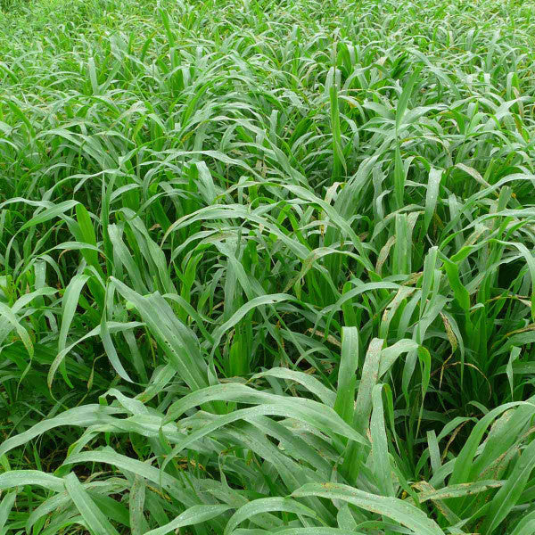 PLANTING OATS 50 lbs