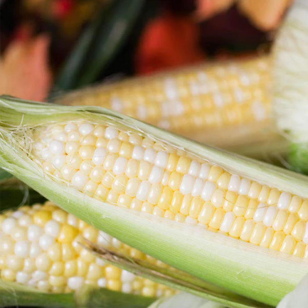 Jackpot Bi-Color Sweet Corn Seeds