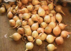 40ct SUPER SWEET ONION BULBS