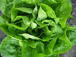 Buttercrunch Lettuce Seeds